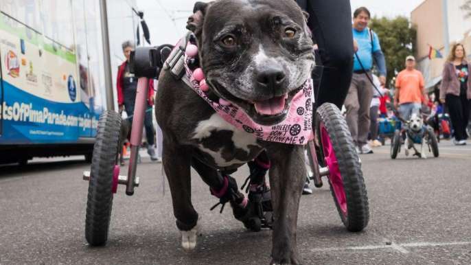 Impact Funds Animal Welfare