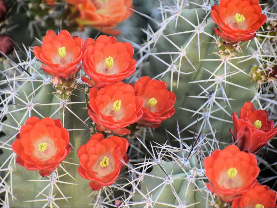 Cactus 5