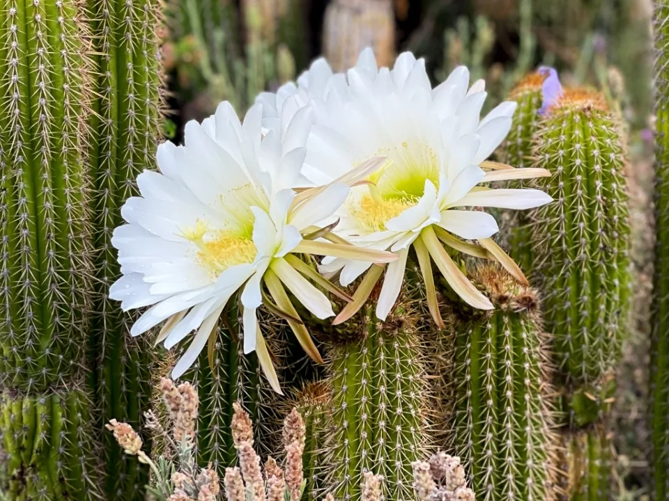 Cactus 1
