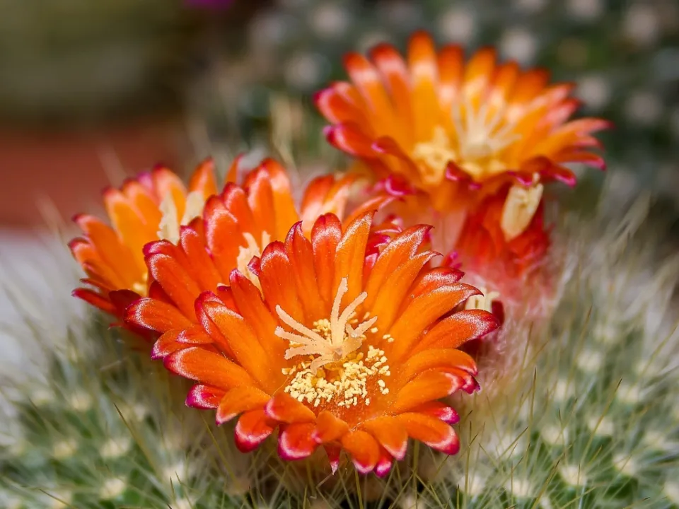 Cactus