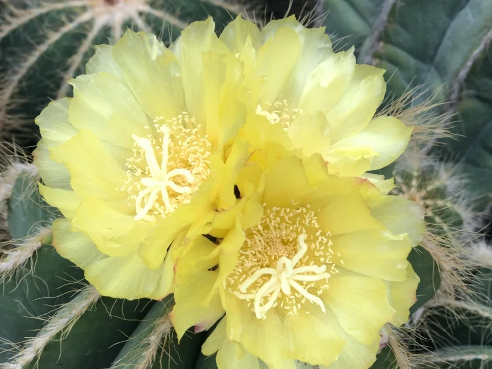 Cactus 3