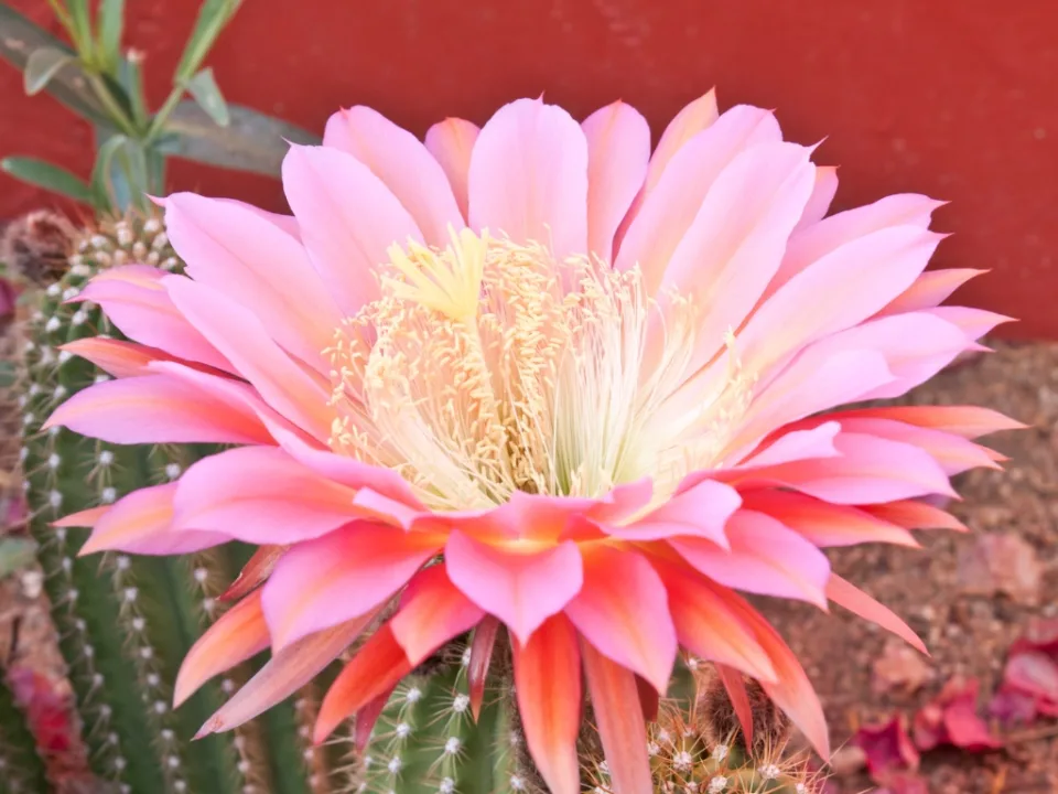 Cactus bloom