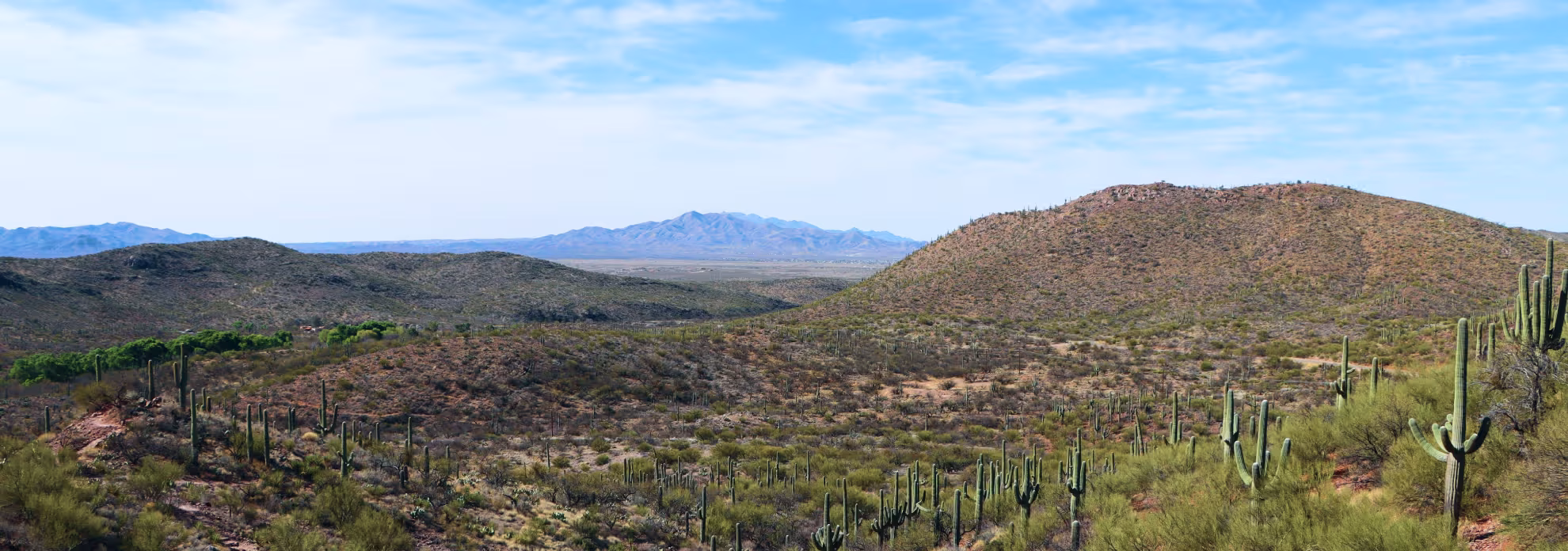 Cactus and Mountains Wide View