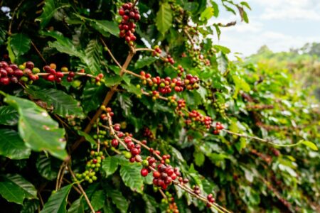 How does Codex serve as the "hidden hand" of global trade? Bio