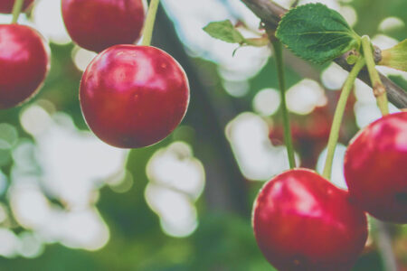 Opening Markets for the California Cherry Industry Bio