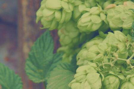 Hops: International Regulatory Harmonization Bio