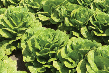 Strategic Planning for the Leafy Greens Industry Bio