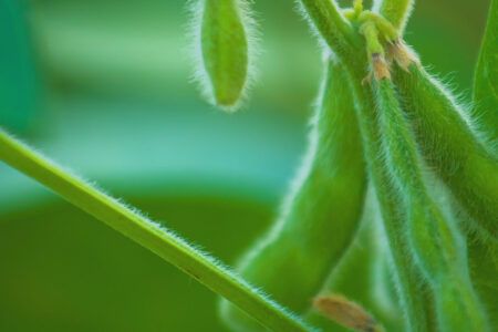 United Soybean Board Program Evaluation Bio