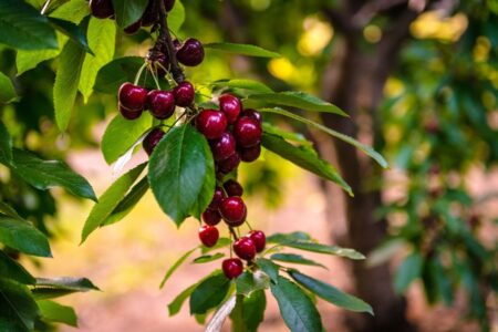 Advocating for Access: BCI Represents California Cherries in Australia Trade Talks Bio