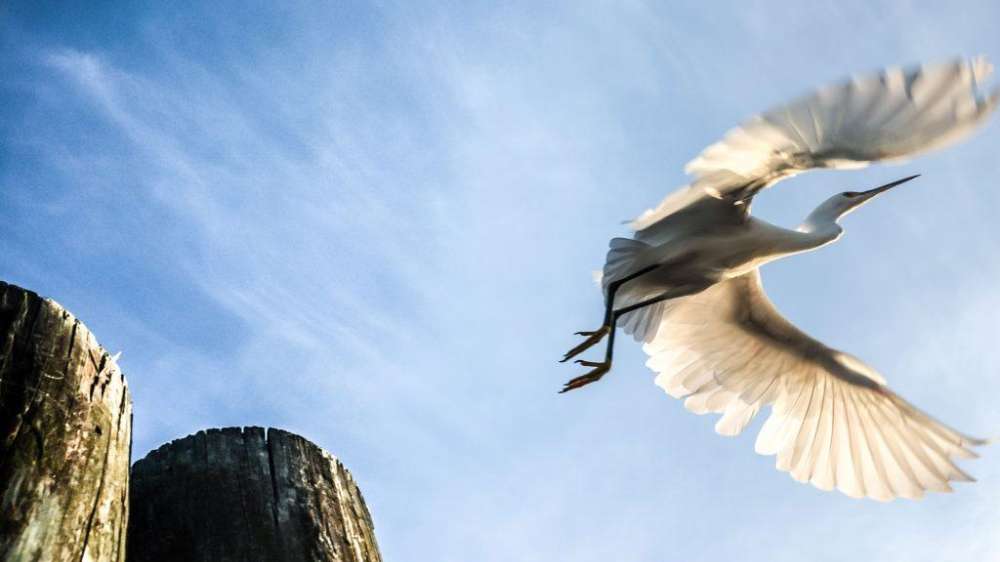 Egret Clean 1024x680