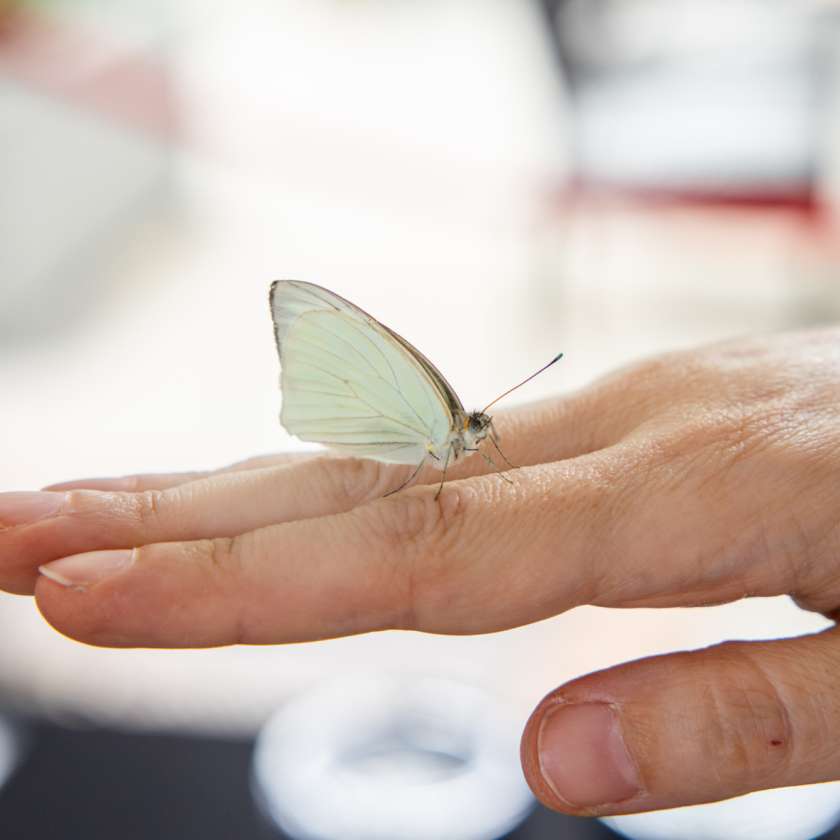 2 Y8 A7250 Enhanced NR