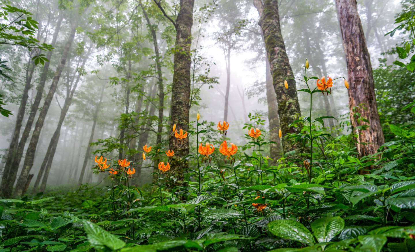 Flowers in the forest.
